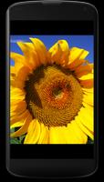 Sunflowers Live Wallpaper capture d'écran 2