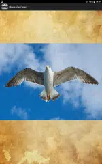 What animal are you? APK download