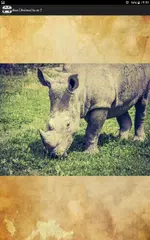 What animal are you? APK download