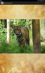 What animal are you? APK download