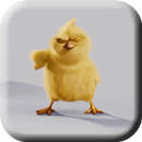 Chickens Live Wallpaper APK