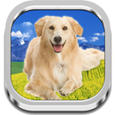 Choose Dog APK