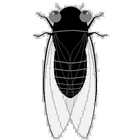 CicadaApp icône