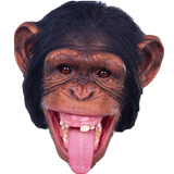 Monkey Memory Test icon