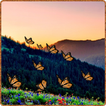 Mountain Butterfly