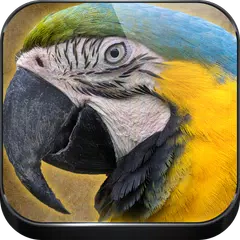 Parrot Sounds APK download