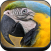 Parrot Sounds APK
