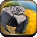 suara burung beo