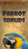 Parrot Sounds poster