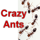 APK Crazy Ants game
