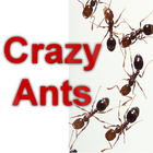 Crazy Ants ikona