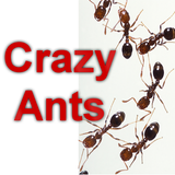 Crazy Ants icône