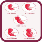 Pregnancy week by week icône