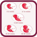 Pregnancy week by week APK