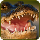 ikon Крокодилы - Справочник