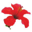 CTejidas Crochet y Dos Agujas APK