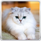 cat live wallpaper icon