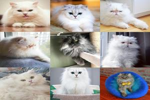cute cats funny pictures الملصق