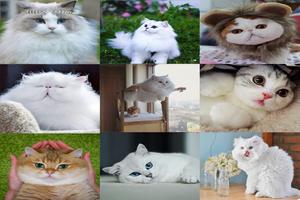 cute cats funny pictures تصوير الشاشة 2