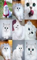 cute cats funny pictures تصوير الشاشة 3