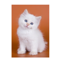 cute kittens APK