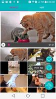 Pets Cute 截圖 2