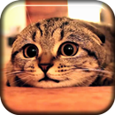 Cute Cat Scared Live Wallpaper APK