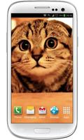 Cute Cat Scared Live Wallpaper 截图 3