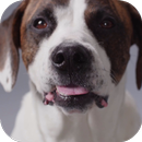 APK Cute Dog Video Live Wallpaper Free