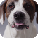 Cute Dog Video Live Wallpaper Free APK