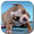 Cute Puppies Video Wallpaper-icoon