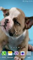 Cute Puppies Video Wallpaper ภาพหน้าจอ 1