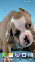 Cute Puppies Video Wallpaper capture d'écran 2