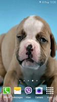 Cute Puppies Video Wallpaper ภาพหน้าจอ 3