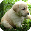 Cute Pups Running Live Wallpap APK