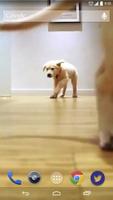 Cute Pups Running Live Wallpap poster