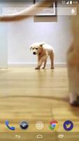 Cute Pups Running Live Wallpap постер