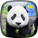 Cute Panda Bear Live Wallaper APK