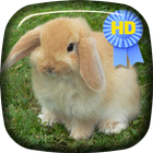Cute Rabbit Jump Live Wallpape icône