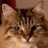 Widget for Google Photos