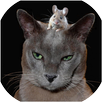 Curiosities Animals APK
