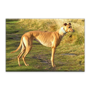 Greyhound Dogs Jigsaw Puzzle APK
