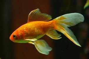 Aquarium Jigsaw Puzzles 截图 3