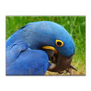 Parrots Jigsaw Puzzle APK