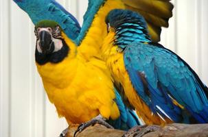Parrots Jigsaw Puzzle পোস্টার