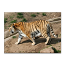 Animals jigsaw puzzles APK