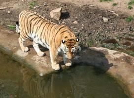 動物のジグソーパズル スクリーンショット 2