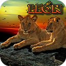 Imágenes para fondos de pantalla de leones APK