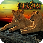 Imágenes para fondos de pantalla de leones icône
