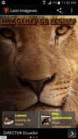 Imágenes para fondos de pantalla de leones Affiche